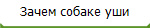 Зачем собаке уши
